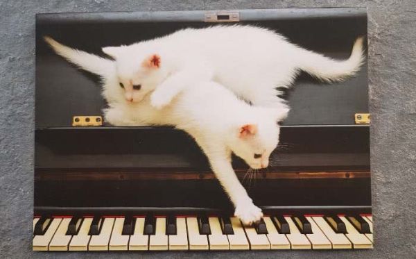 Doppelkarte Katzen spielen am Klavier